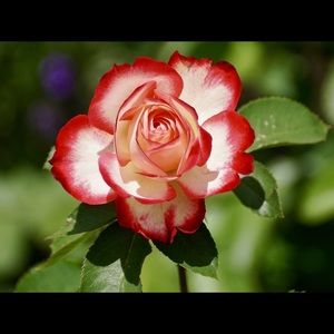 Meet your Posher, Ofelia